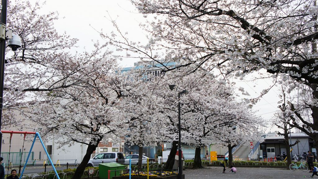 宮前児童公園桜