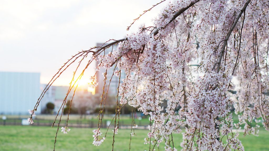 夕日と枝垂れ桜