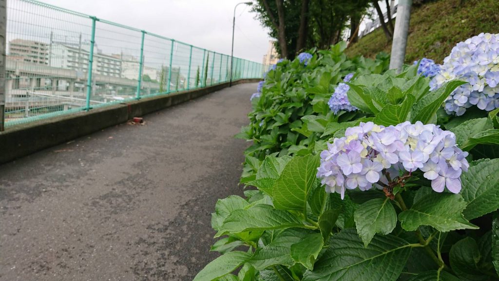 綺麗に咲くアジサイ